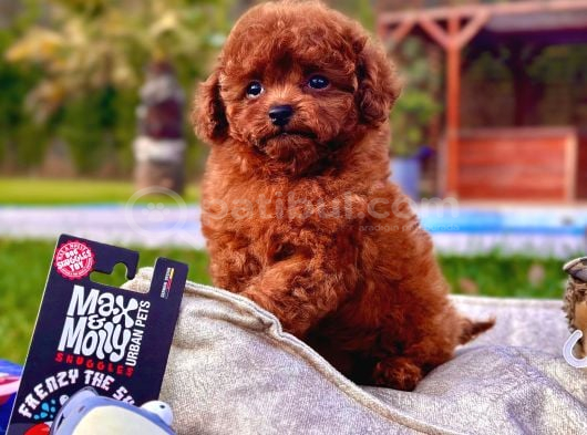 Tea Cup Red Brown Toy Poodle Yavruları görsel