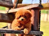 Efsane Poodle Yavrulari