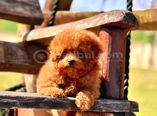 Efsane Poodle Yavrulari