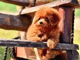 Efsane Poodle Yavrulari