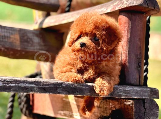Efsane Poodle Yavrulari görsel
