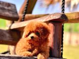 Efsane Poodle Yavrulari