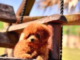 Efsane Poodle Yavrulari
