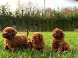 Red Brown Toy Poodle Yavruları İstanbul