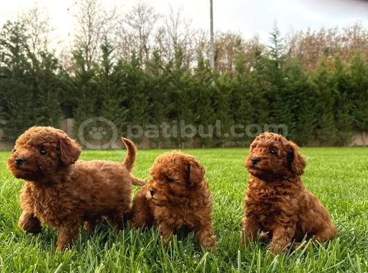 Red Brown Toy Poodle Yavruları İstanbul görsel
