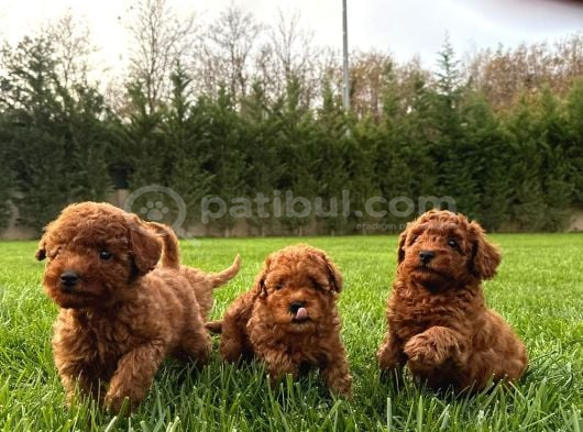 Red Brown Toy Poodle Yavruları İstanbul görsel