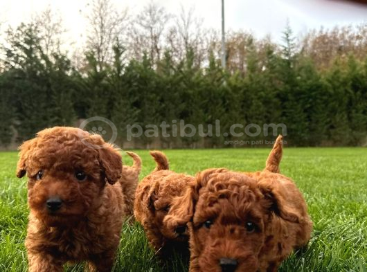Red Brown Toy Poodle Yavruları İstanbul görsel