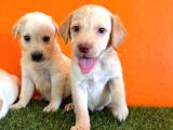 Şampanya Labrador Retriever Yavrularımız