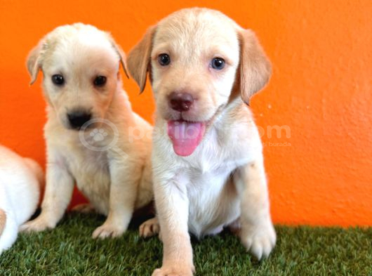 Şampanya Labrador Retriever Yavrularımız görsel
