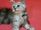 12 Yıllık Tecrube Ile Safkan Maine Coon