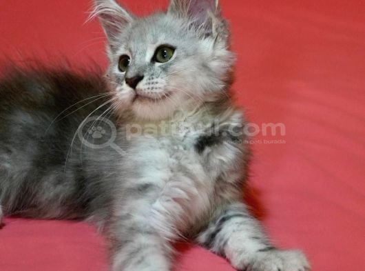 12 Yıllık Tecrube Ile Safkan Maine Coon görsel