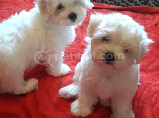 Maltese Kore Yavrularımız