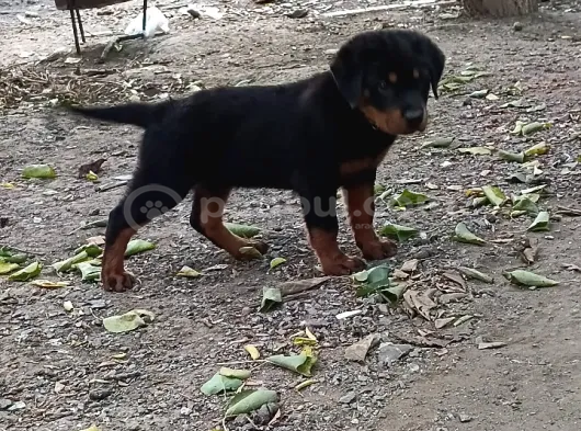 A Kalite Koca Kafalar