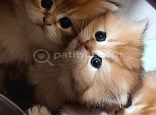 British Longhair Ny12 Bebekler Safkan görsel
