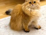 British Longhair Ny12 Bebekler Safkan