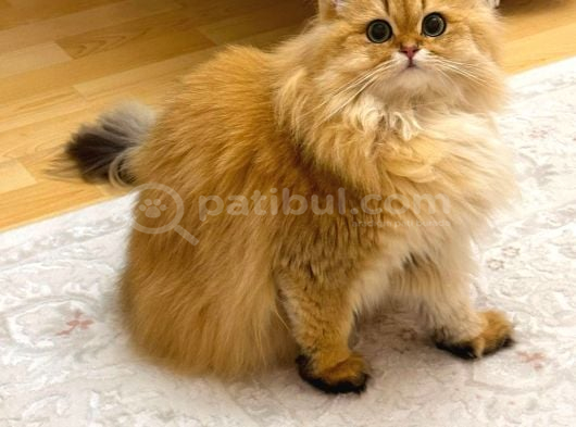 British Longhair Ny12 Bebekler Safkan görsel