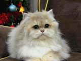 British Longhair Ny12 Bebekler Safkan