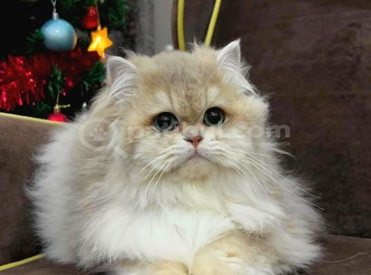 British Longhair Ny12 Bebekler Safkan görsel