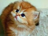 British Longhair Ny12 Bebekler Safkan