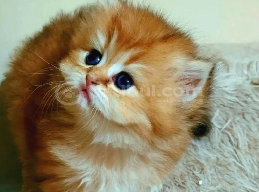 British Longhair Ny12 Bebekler Safkan