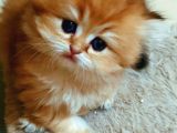 British Longhair Ny12 Bebekler Safkan