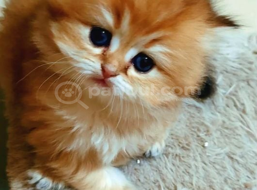 British Longhair Ny12 Bebekler Safkan görsel