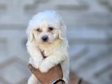 Minik Ve Asil Maltese Terrier