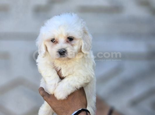 Minik Ve Asil Maltese Terrier görsel
