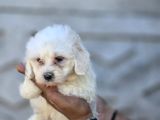 Minik Ve Asil Maltese Terrier