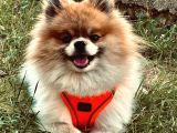 Pomerian Erkek