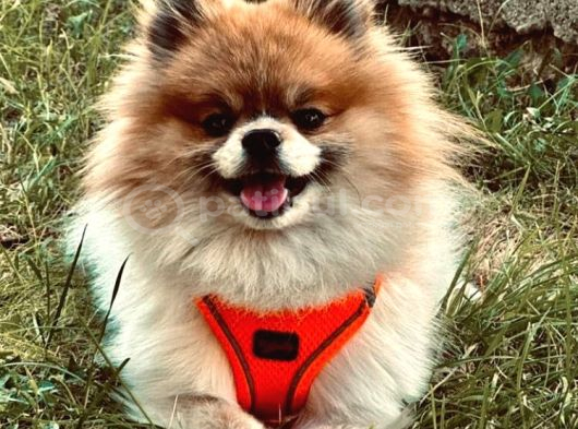 Pomerian Erkek