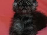 12 Yıllık Tecrube Ile Safkan Maine Coon