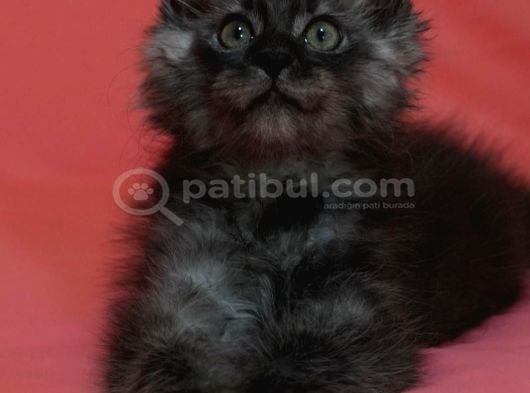 12 Yıllık Tecrube Ile Safkan Maine Coon görsel