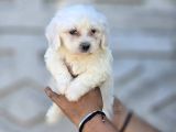 Minik Ve Asil Maltese Terrier