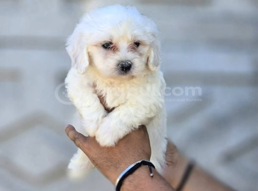 Minik Ve Asil Maltese Terrier görsel
