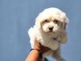 Minik Ve Asil Maltese Terrier