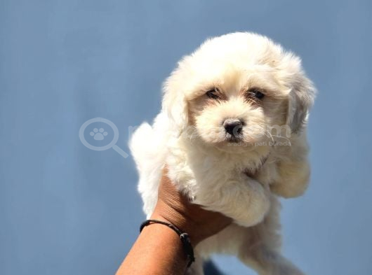 Minik Ve Asil Maltese Terrier