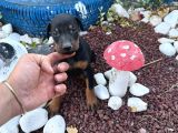 Dişi-Erkek Dobermanlar