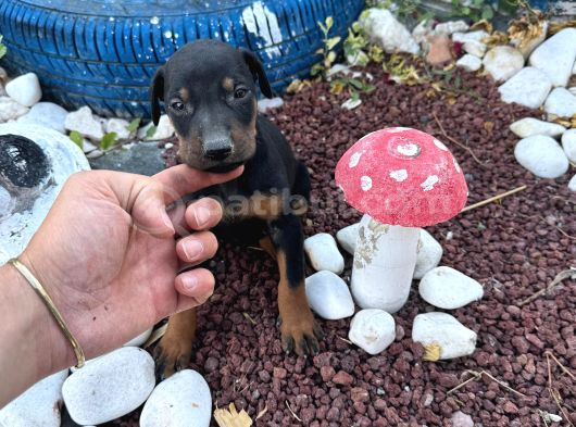 Dişi-Erkek Dobermanlar görsel