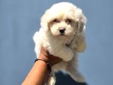 Minik Ve Asil Maltese Terrier