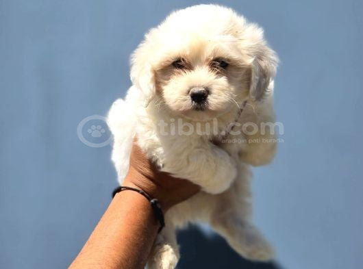 Minik Ve Asil Maltese Terrier görsel