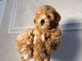 Malti̇poo Ci̇nsi̇ Yavrular Ev Üreti̇mi̇