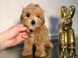 Malti̇poo Ci̇nsi̇ Yavrular Ev Üreti̇mi̇