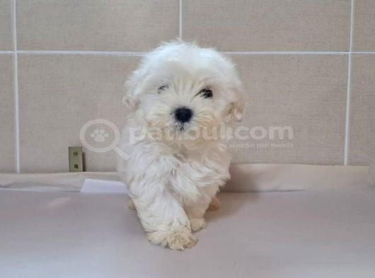 Maltese Terri̇er Ci̇nsi̇ Yavrular