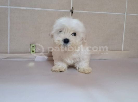 Maltese Terri̇er Ci̇nsi̇ Yavrular görsel