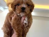 Malti̇poo Ci̇nsi̇ Yavrular Ev Üreti̇mi̇