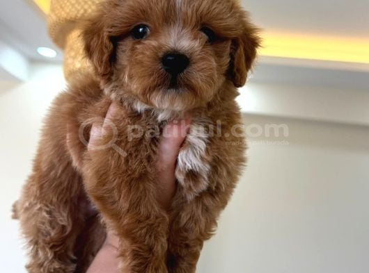 Malti̇poo Ci̇nsi̇ Yavrular Ev Üreti̇mi̇