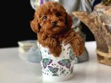 Toy Poodle Sevi̇mli̇ Yavrular Ev Üreti̇mi̇