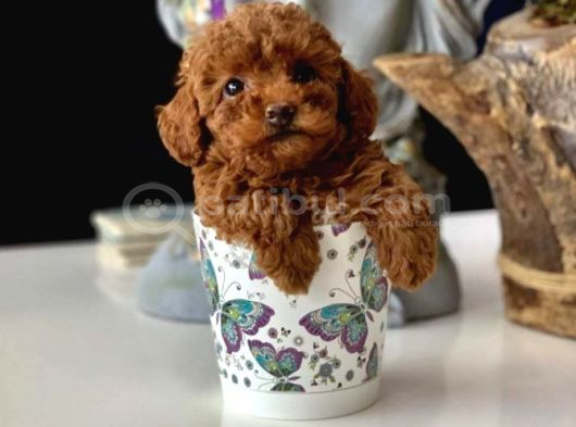 Toy Poodle Sevi̇mli̇ Yavrular Ev Üreti̇mi̇ görsel