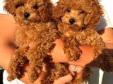 Toy Poodle Sevi̇mli̇ Yavrular Ev Üreti̇mi̇